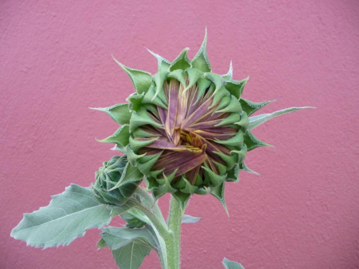 Helianthus Guesthouse Ammouliana Buitenkant foto
