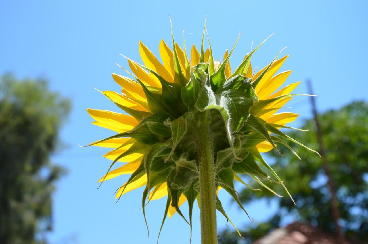 Helianthus Guesthouse Ammouliana Buitenkant foto