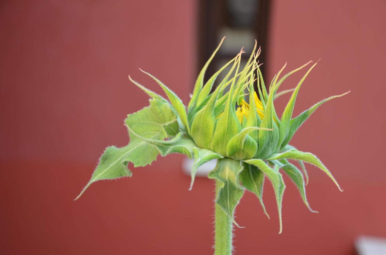 Helianthus Guesthouse Ammouliana Buitenkant foto